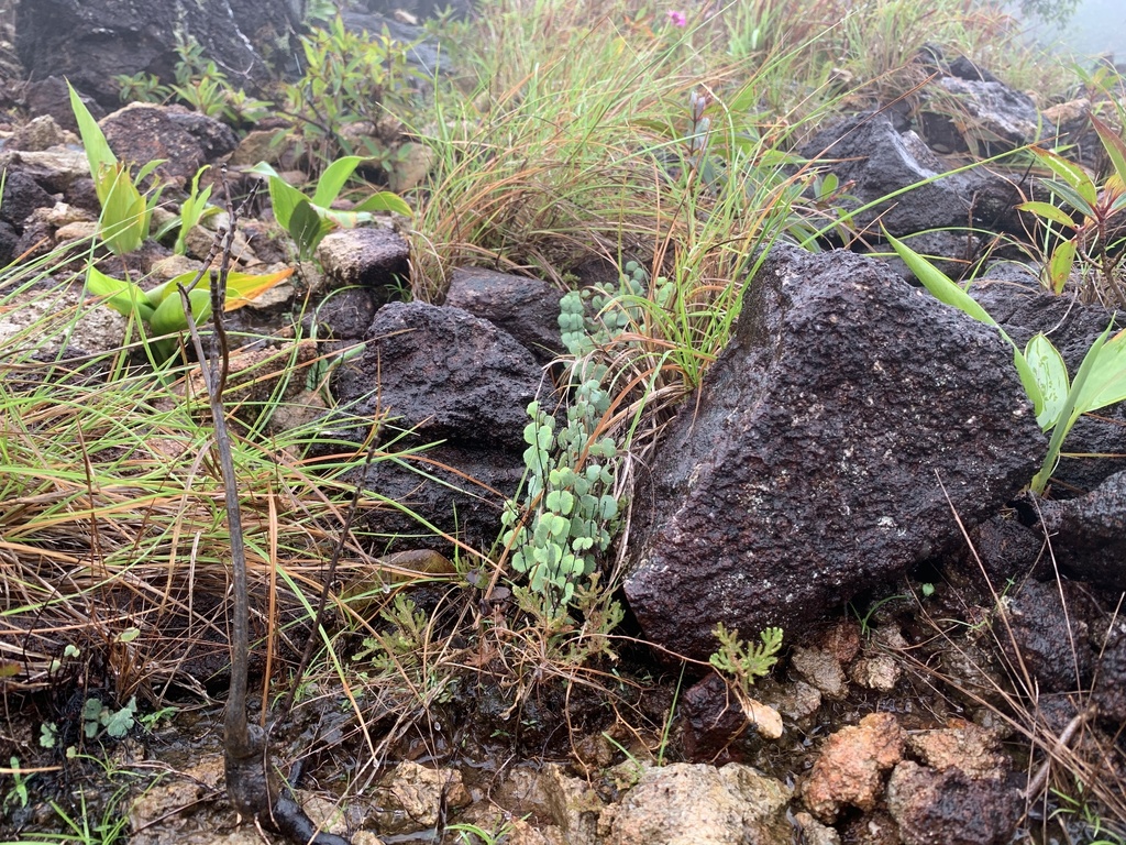 Adiantum thongthamii