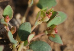 Euphorbia fendleri