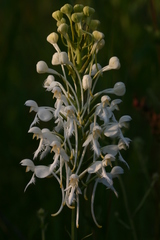 Platanthera blephariglottis conspicua