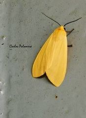 Pareuchaetes insulata