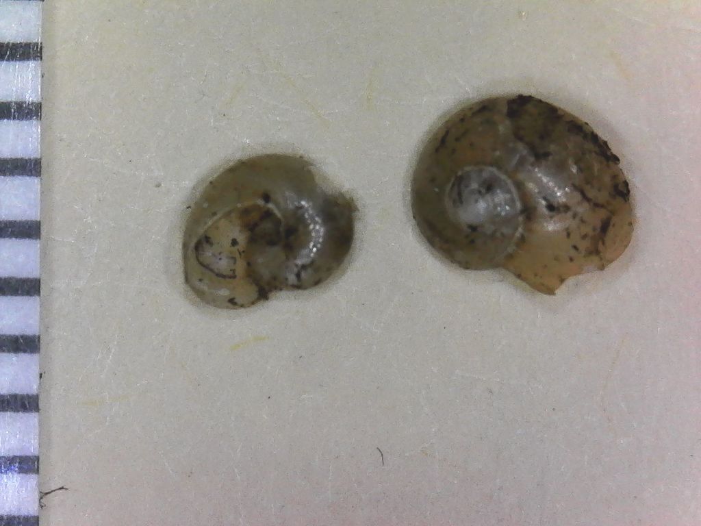 Glass Snails