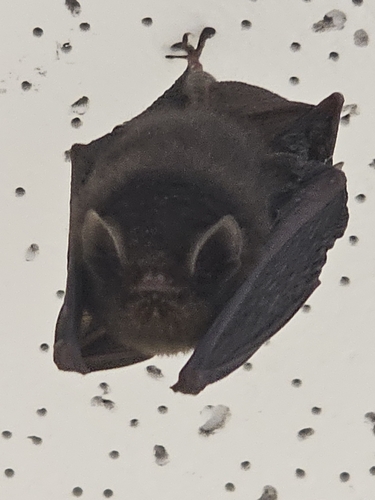 Thumbless Bat