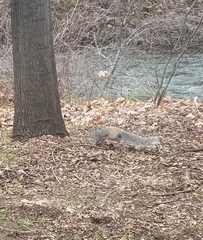 Sciurus griseus