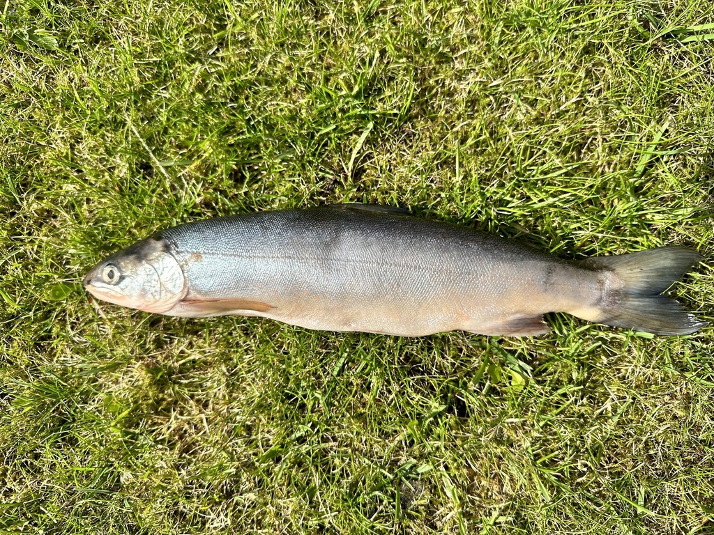 Willoughby's Charr