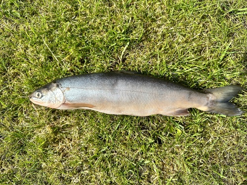 Windermere Char