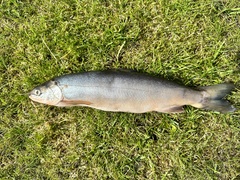 Willoughby's Charr photo 1