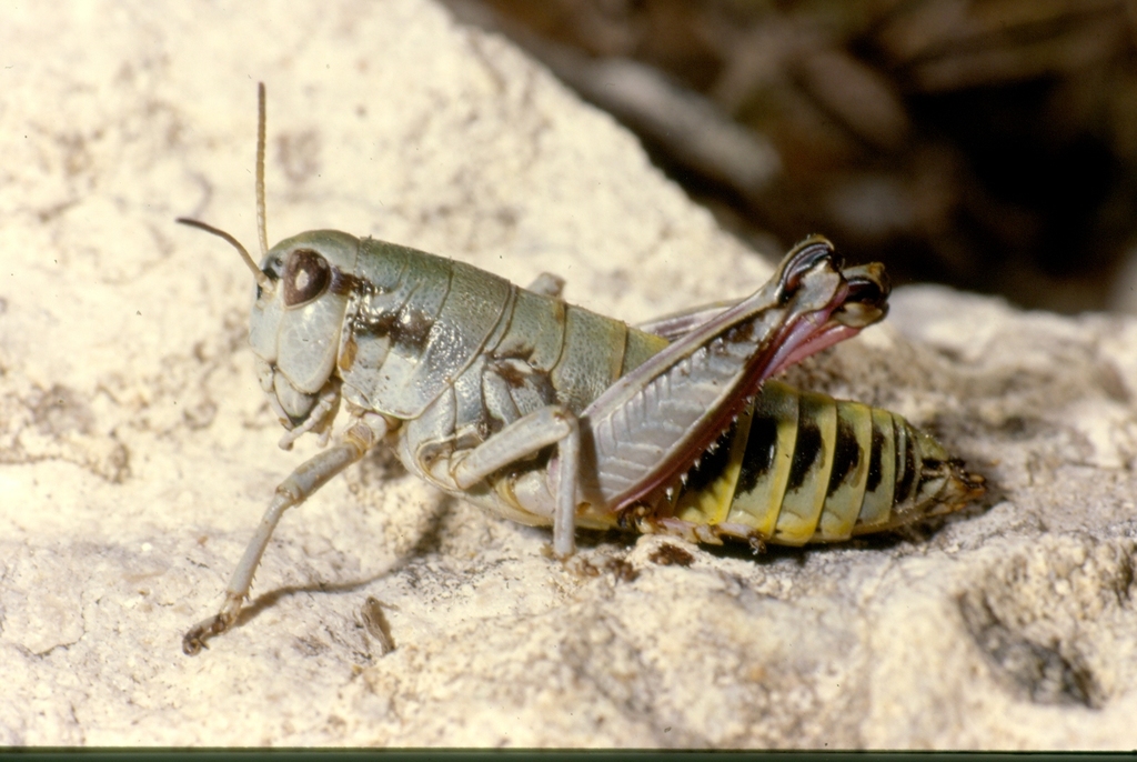 Italopodisma
