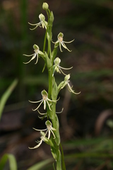 Habenaria quinqueseta