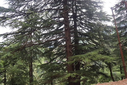Image of Cedrus deodara by (c) Edmundas Greimas, some rights reserved (CC BY)