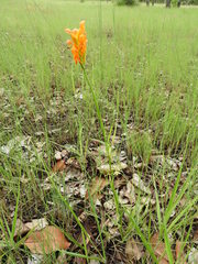 Platycoryne guingangae