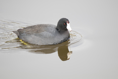 Fulica americana