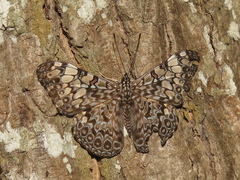 Hamadryas feronia farinulenta