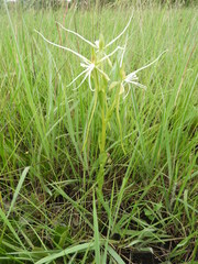 Habenaria kassneriana