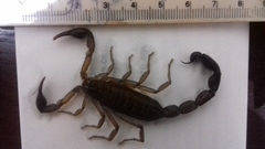 Centruroides edwardsii