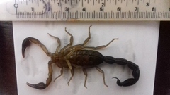 Centruroides edwardsii