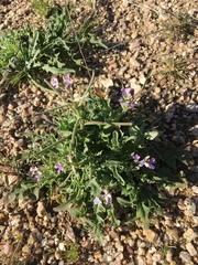 Matthiola parviflora