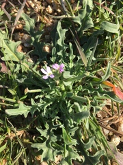 Matthiola parviflora