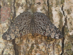 Hamadryas feronia farinulenta