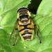 Myathropa - Photo (c) Morten StÃ¦rkeby, some rights reserved (CC BY-NC), uploaded by Morten StÃ¦rkeby