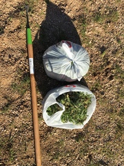 Matthiola parviflora