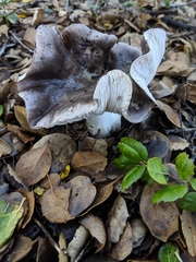 Tricholoma griseoviolaceum