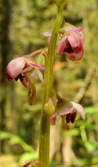 Pyrola asarifolia asarifolia
