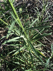 Erysimum suffrutescens