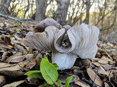 Tricholoma griseoviolaceum