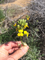 Erysimum suffrutescens