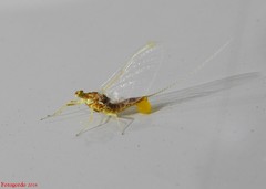 Ephemerella excrucians