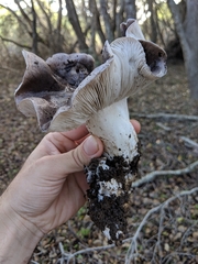 Tricholoma griseoviolaceum