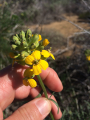 Erysimum suffrutescens