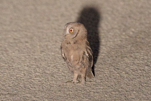 Autillo europeo (Otus scops)