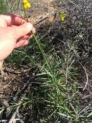 Erysimum suffrutescens
