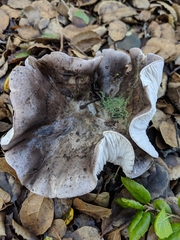 Tricholoma griseoviolaceum