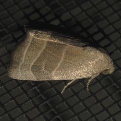 Bagisara rectifascia