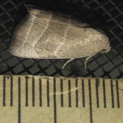 Bagisara rectifascia