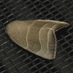 Bagisara rectifascia