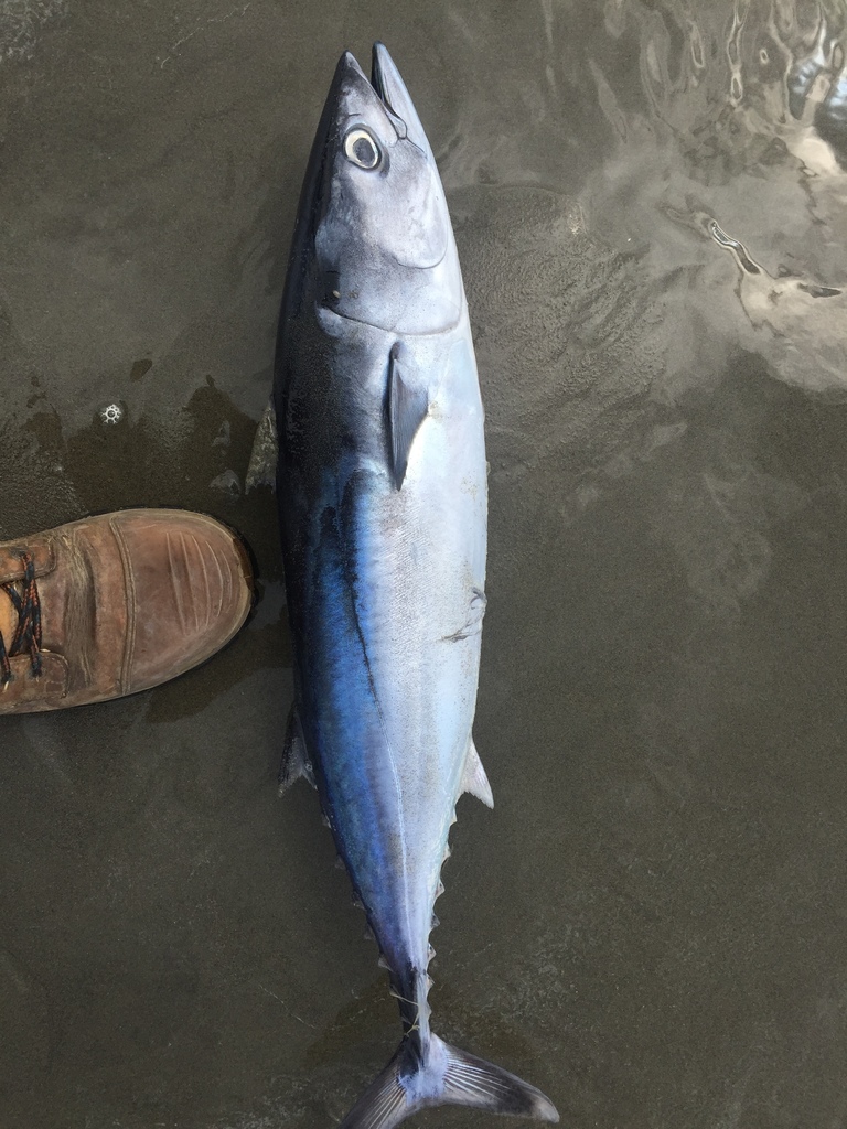 Slender Tuna