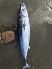 Slender Tuna photo 1
