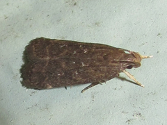 Helcystogramma melantherella