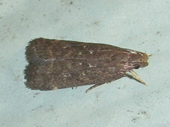 Helcystogramma melantherella