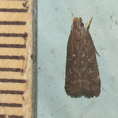 Helcystogramma melantherella