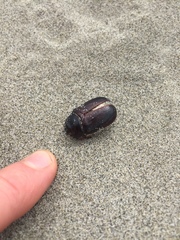 Pericoptus truncatus