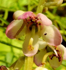 Pyrola asarifolia asarifolia