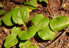 Pyrola asarifolia asarifolia