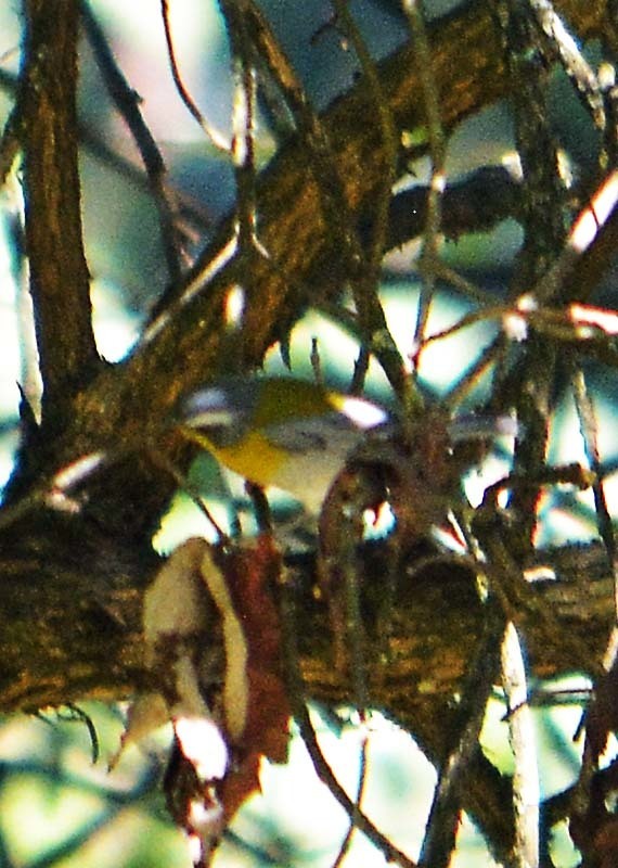 Oreothlypis superciliosa palliata