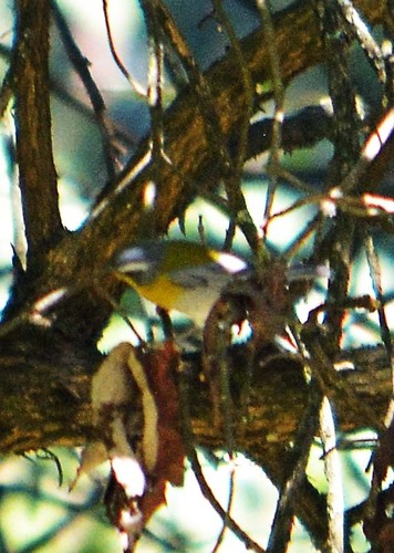 Oreothlypis superciliosa palliata