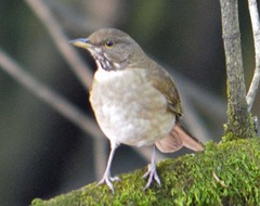 Turdus assimilis