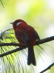 Cardellina rubra